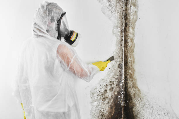 Best Best Mold Removal Companies  in Hlsboro, IL