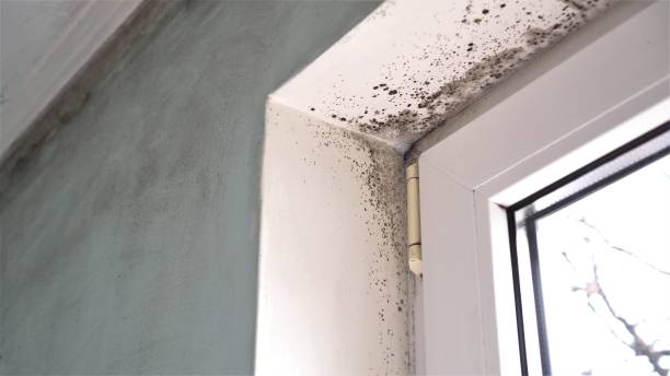 Best Home Mold Removal  in Hlsboro, IL