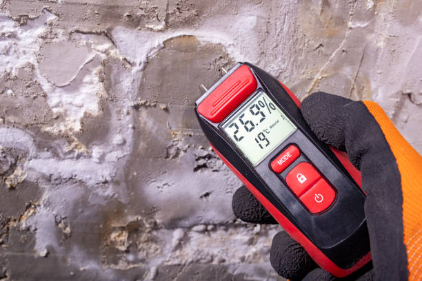 Best Certified Mold Removal  in Hlsboro, IL