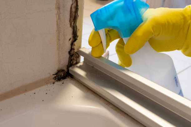 Best Office Mold Removal Services  in Hlsboro, IL