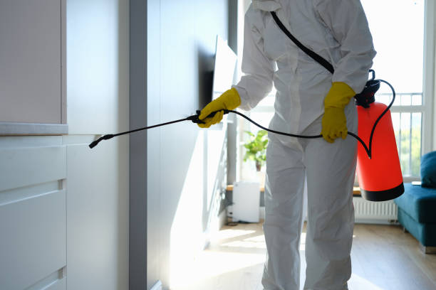 Best Fast Mold Removal  in Hlsboro, IL