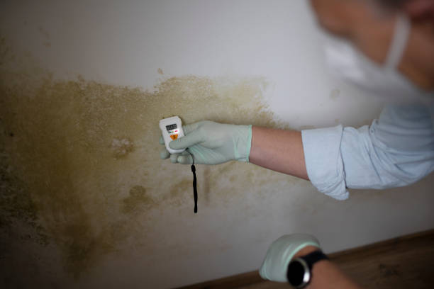Crawl Space Mold Removal in Hillsboro, IL