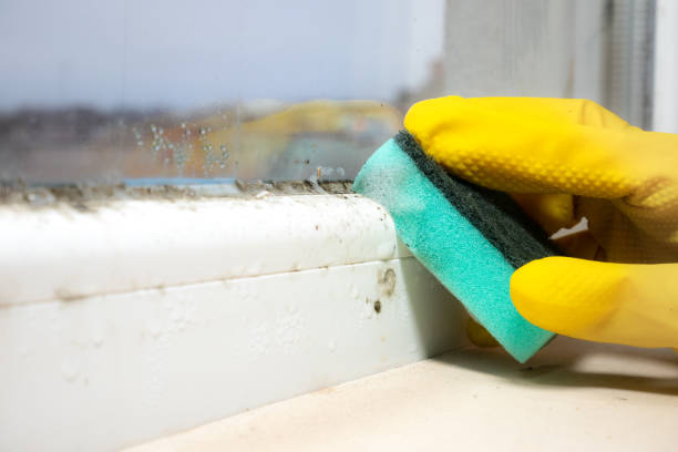 Best Mold Damage Repair  in Hlsboro, IL