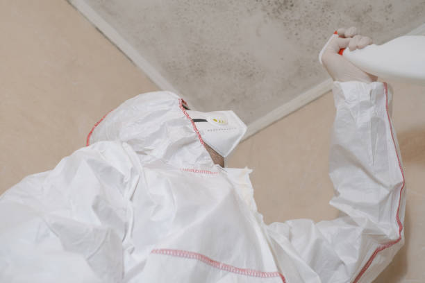 Best Crawl Space Mold Removal  in Hlsboro, IL