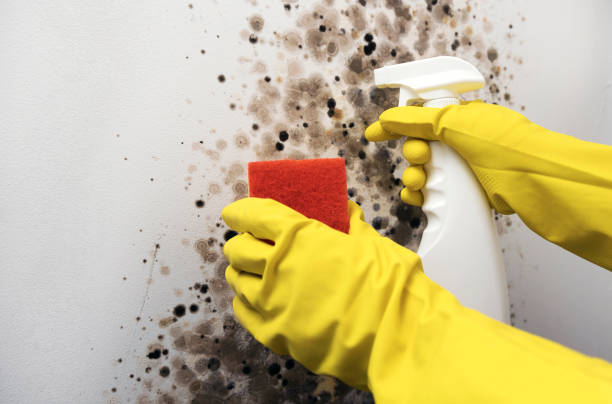 Best Mold Removal Near Me  in Hlsboro, IL