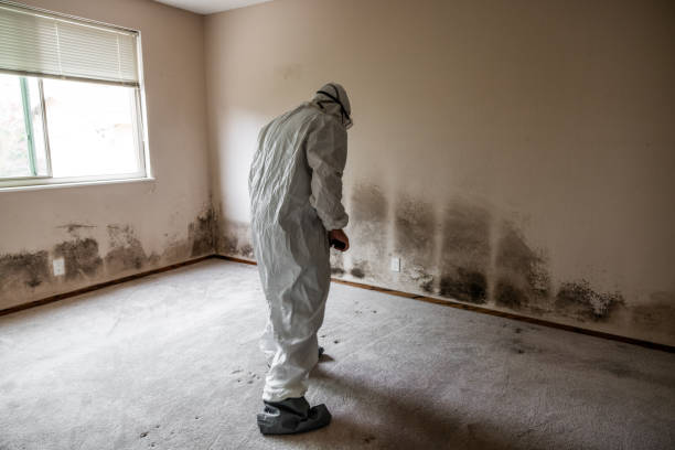 Trusted Hillsboro, IL Mold Removal Experts