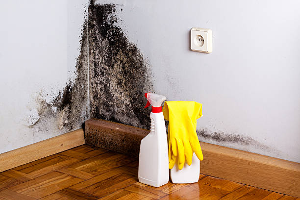 Best Toxic Mold Removal  in Hlsboro, IL