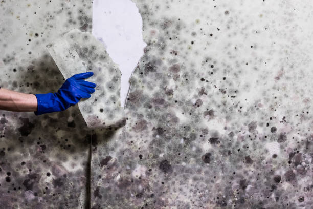 Best Mold Testing  in Hlsboro, IL
