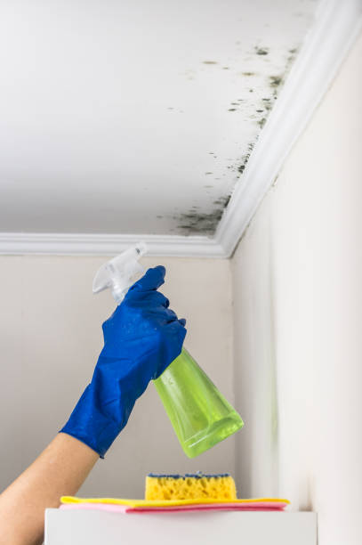 Best Mold Cleaning Services  in Hlsboro, IL